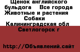 Щенок английского бульдога  - Все города Животные и растения » Собаки   . Калининградская обл.,Светлогорск г.